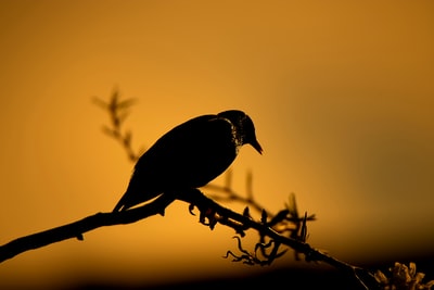 Black bird perched on the branch
